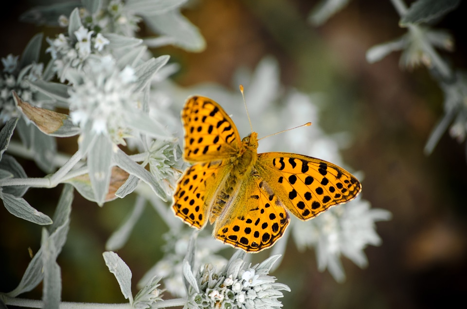 Macro summer yellow
