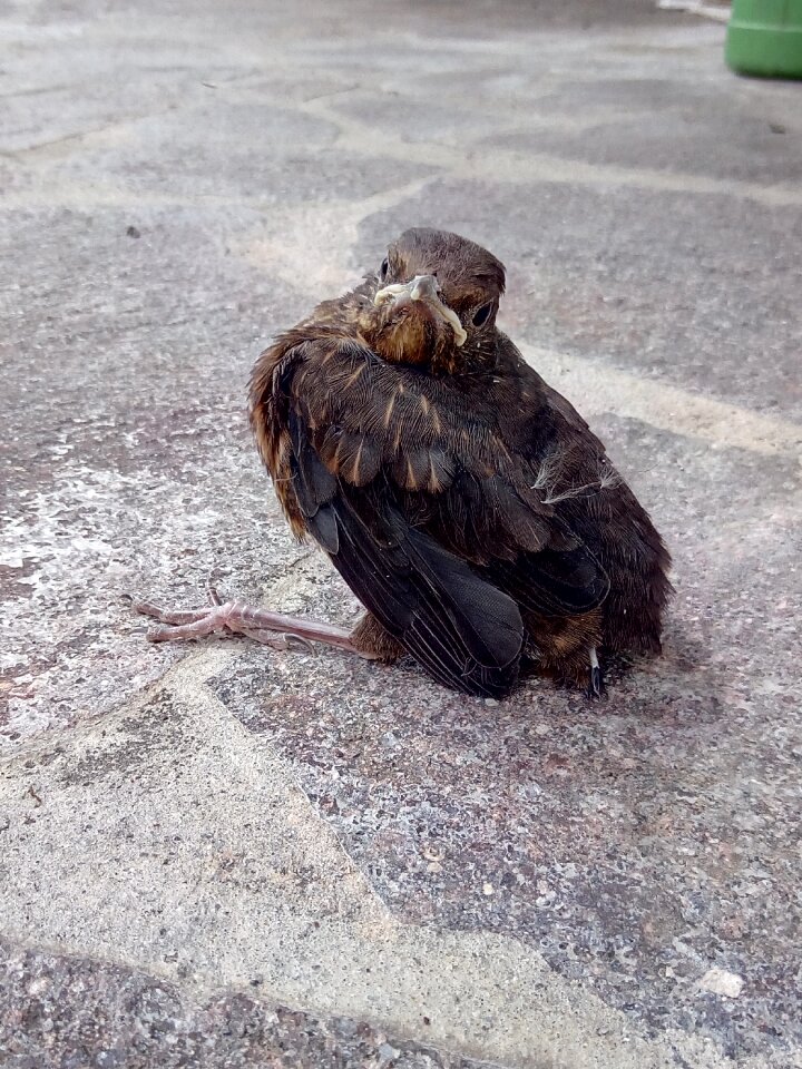 Maiden flight nest young