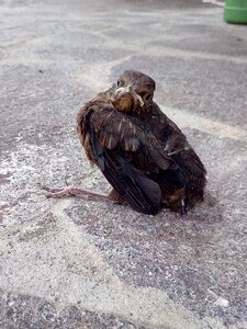 Maiden flight nest young photo