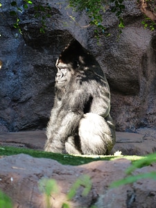 Grim ape black photo