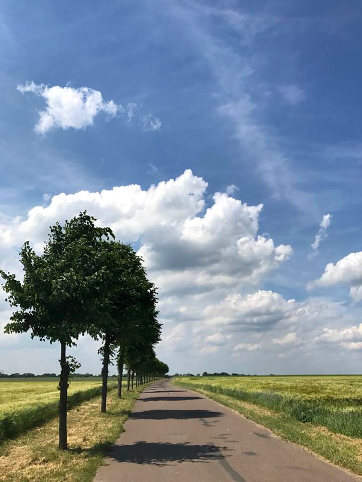 Landscape blue trees