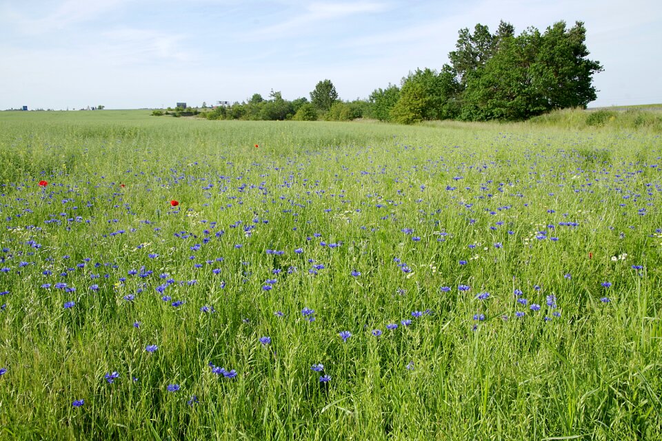 Village green landscape