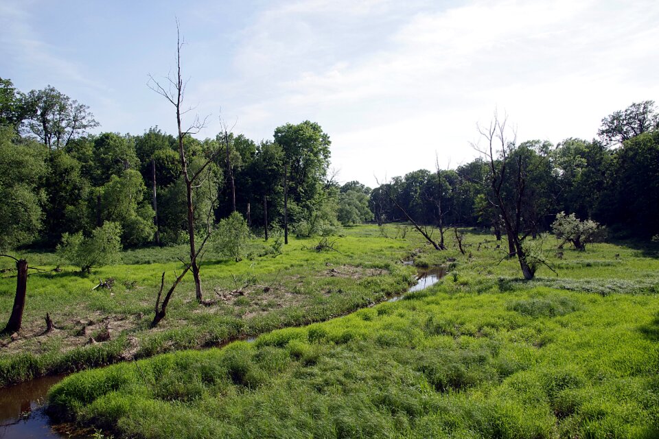 Marsh sentimental green