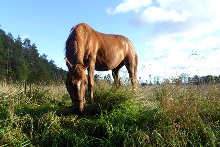 Nature mare