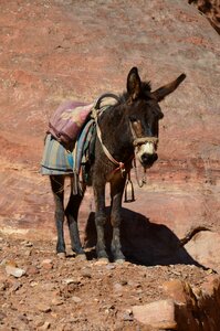 Animal donkey mammal