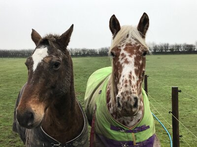 Pair natural field