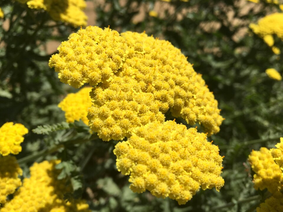 Yellow natural