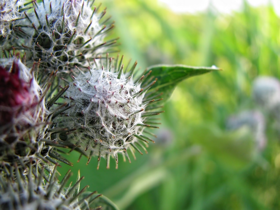 Macro close-up detail