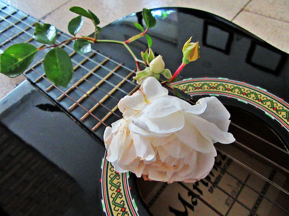 Music musical instrument nature