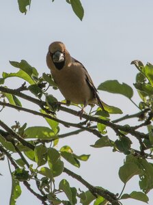 Village summer grosbeak