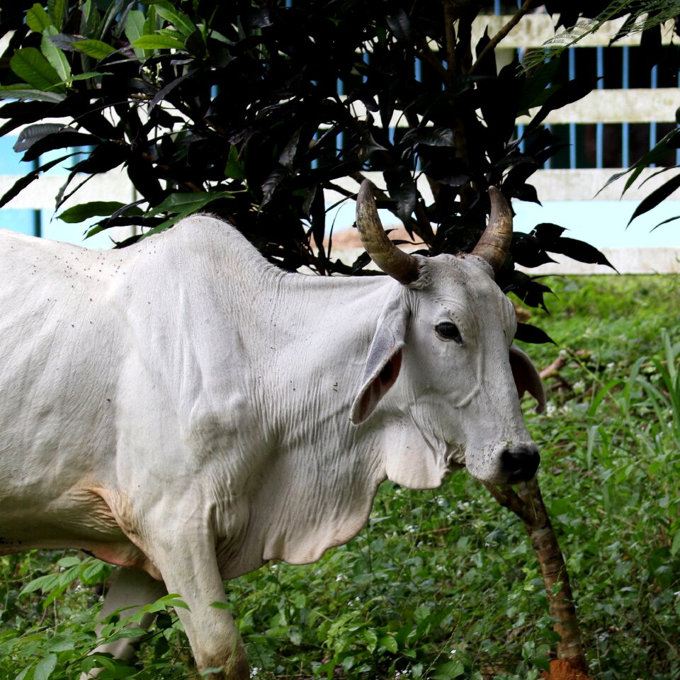 Nature agriculture livestock
