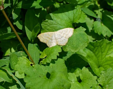 Animal nature white