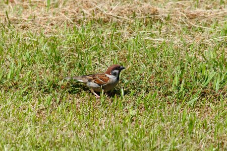 Lawn little bird sparrow photo