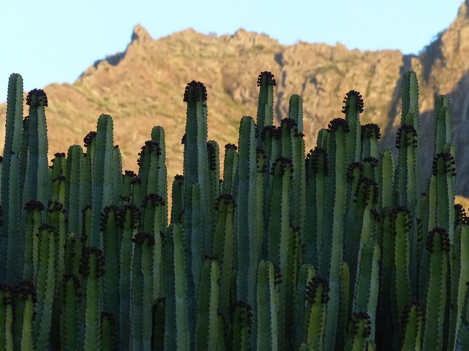 Spurge euphorbia spurge family