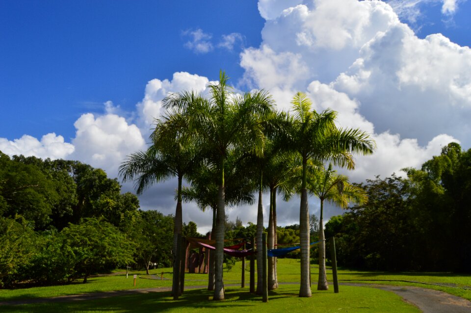 Landscape nature trees