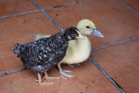 Chick farm duck photo