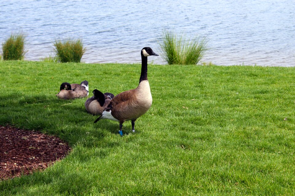 Goose nature waterfowl