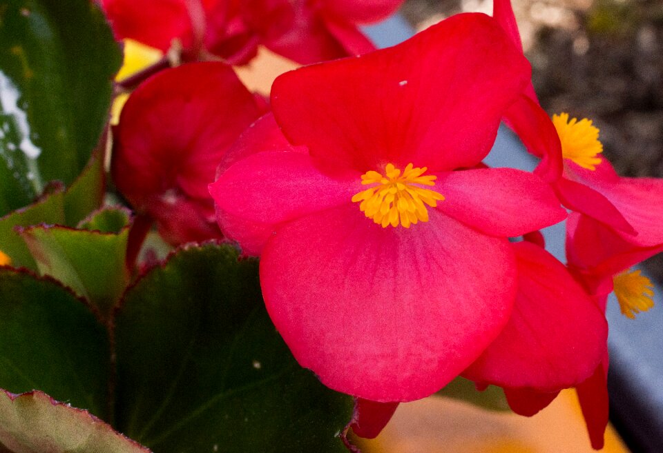 Garden close up blossom