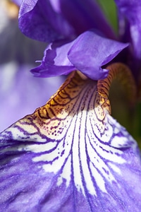 Plant iridaceae flower photo