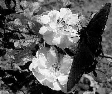 Roses flowers gray butterfly