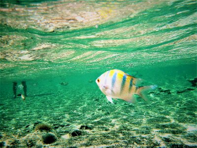Fish legs sea