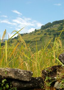 Asia mountain paddy photo