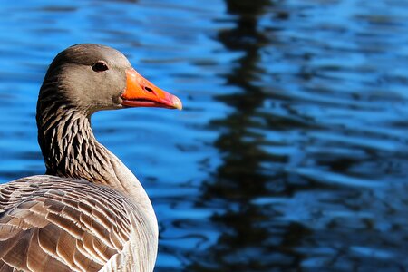 River bird water bird