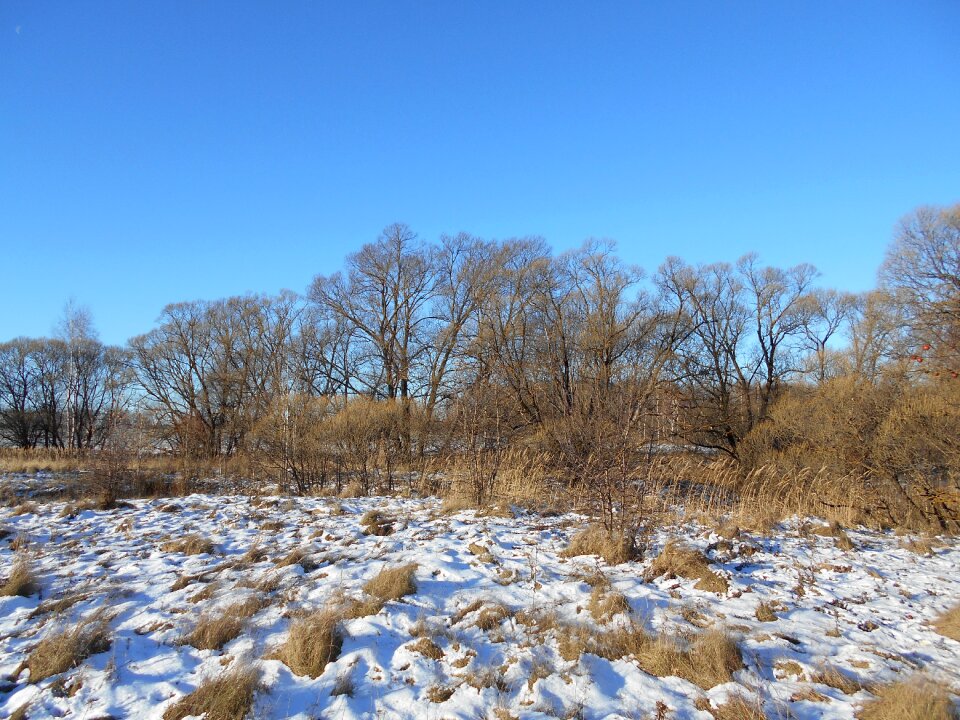 Snow sky grass