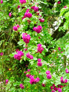Climbing rose roses romantic