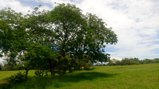 Field tree environment