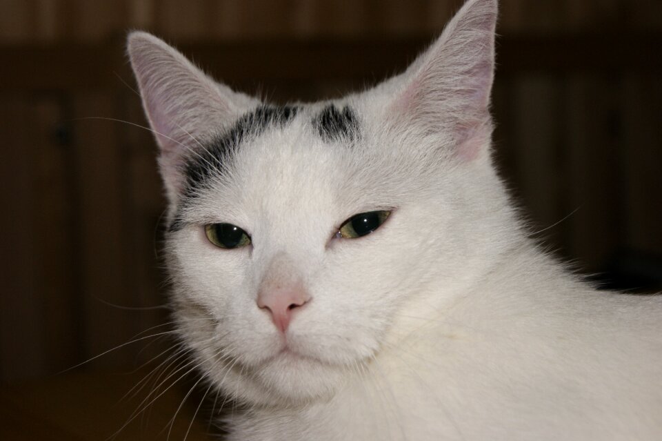 Cat's eyes animal mieze