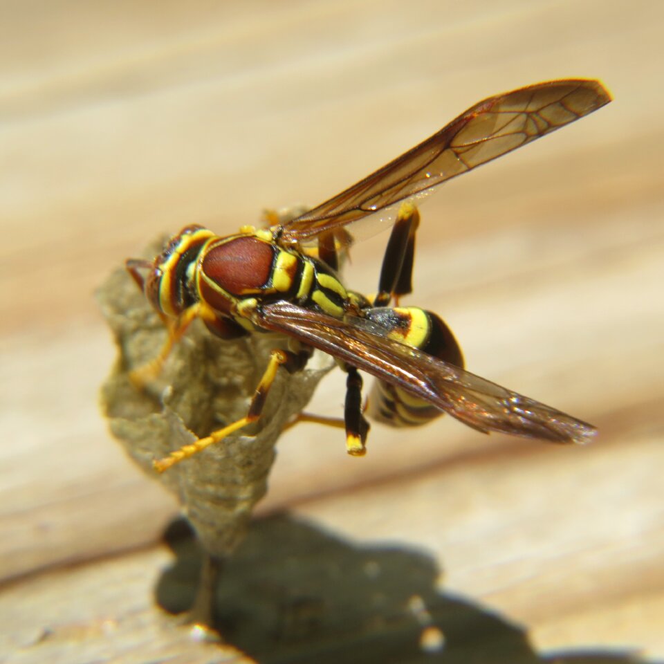 Wild macro