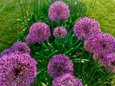 Plant nature bloom