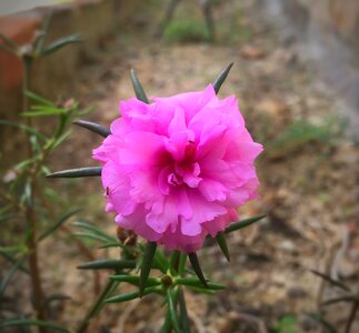 Portulaca grandiflora interest at nine o'clock indonesian photo