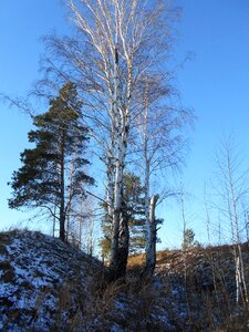 Trunk wood landscape