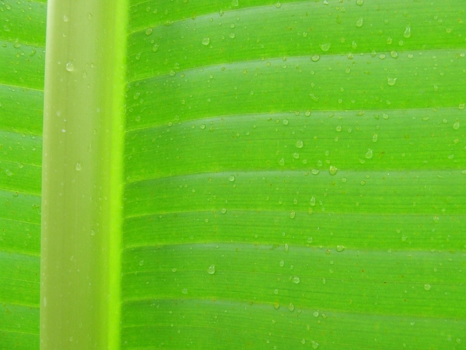 Macro drops plant leaves water