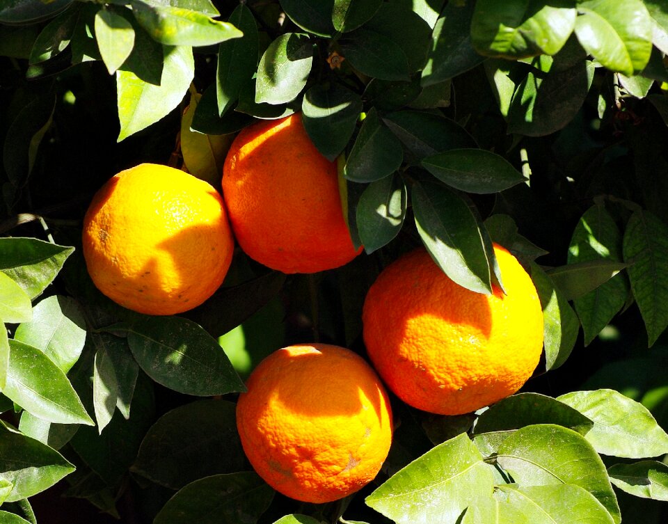 Citrus food vitamins