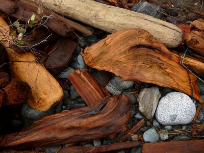 Shore rocks coast