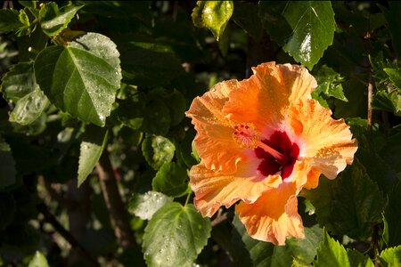 Yellow hibiscus