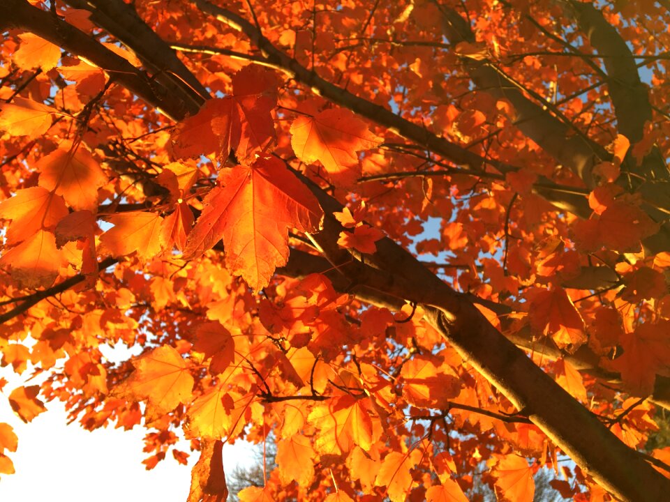 Nature orange red