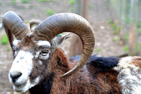 Capricorn mountain goat zoo photo