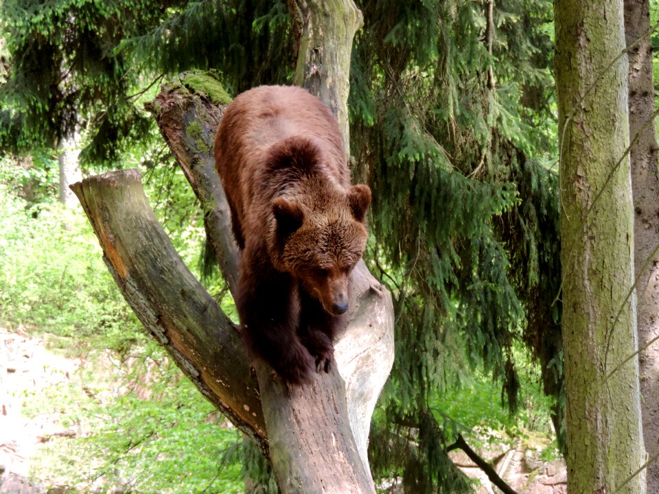 Omnivore predator animal