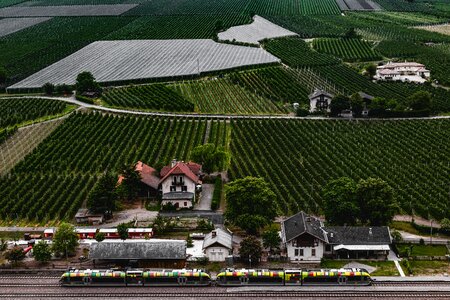 Green vine south tyrol