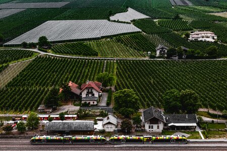 Green vine south tyrol photo