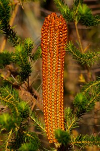 Heath banksia bloom australia photo