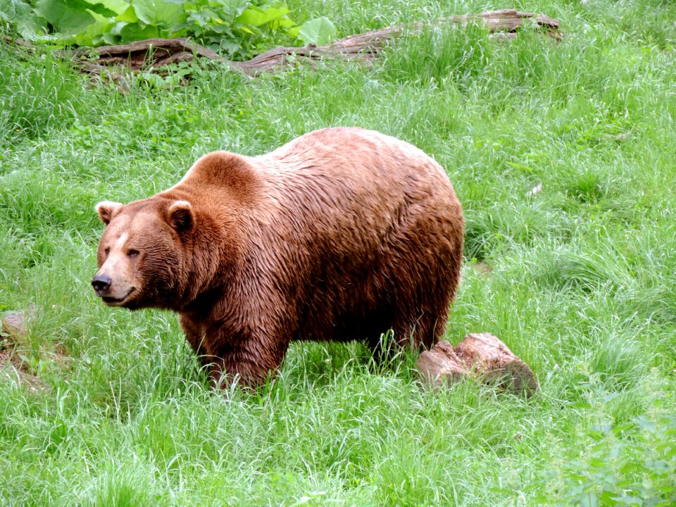 Omnivore predator nature