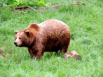 Omnivore predator nature