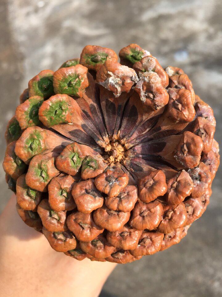 Fruit plant pine cone