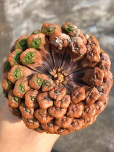 Fruit plant pine cone