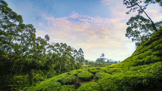 Kerala nature green